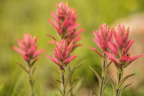 Indian paintbrush, Castilleja linariifolia with colourful pink and green foliage
