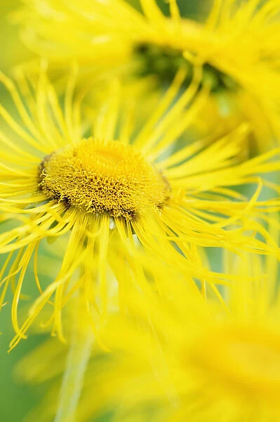 Inula, Inula hookeri, Detail of bright yellow coloured spikey flowers growing outdoor