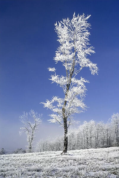 tree. Ireland, County Monaghan, Tullyard, Trees covered in hoar frost on