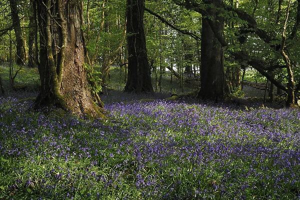 ireland, county roscommon, boyle, lough key forest park field of bluebells