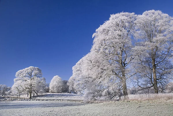 tree. Ireland, County Sligo, Markree Castle Hotel, Trees covered in hoar frost