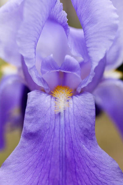 Iris, Close up of mauve coloured flower growing outdoor