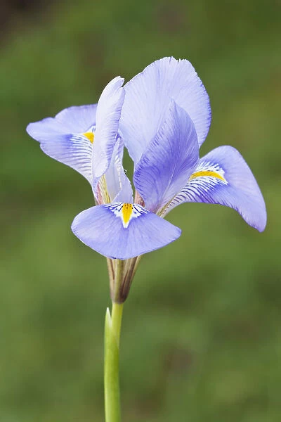 iris, iris unguicularis