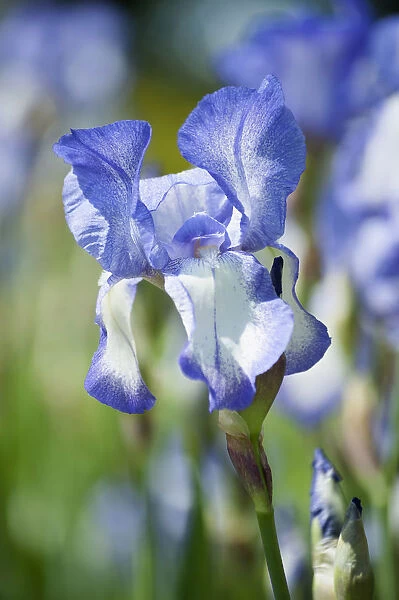 Iris, Tall bearded Iris, Iris Touch of Spring, A single blue and white flower