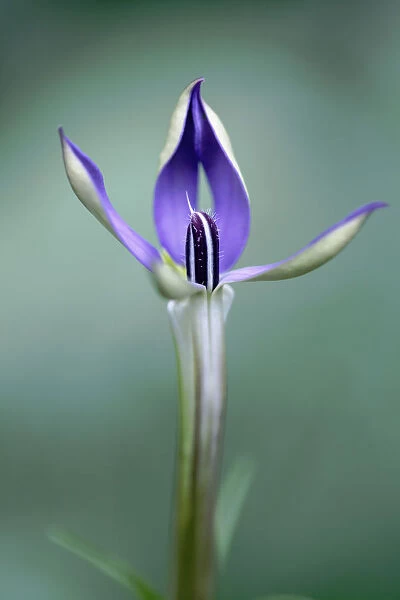 Isotoma, Isotoma axillaris, One long tubular flower just opening to reveal dark stamen