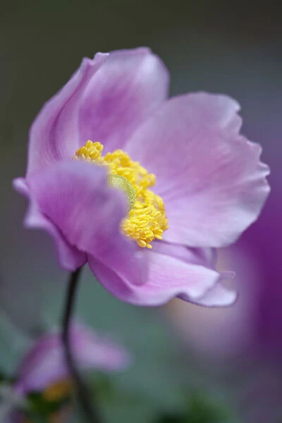 Japanese anemone, Anemone x hybrida Serenade, Close side view of one pink flower
