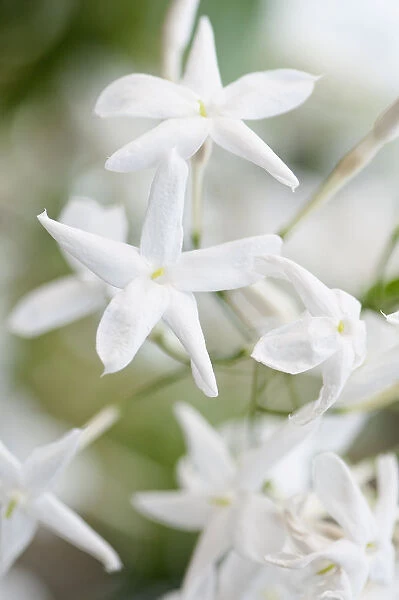 Jasmine Jasminum polyanthum White Shrub Climber