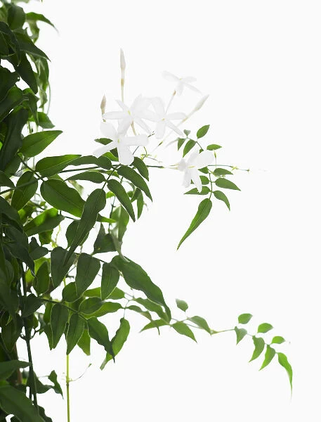 jasminum polyanthum, jasmine