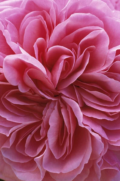 JCB_0130. Rosa Gertrude Jekyll syn R. Ausbord. Rose. Pink subject