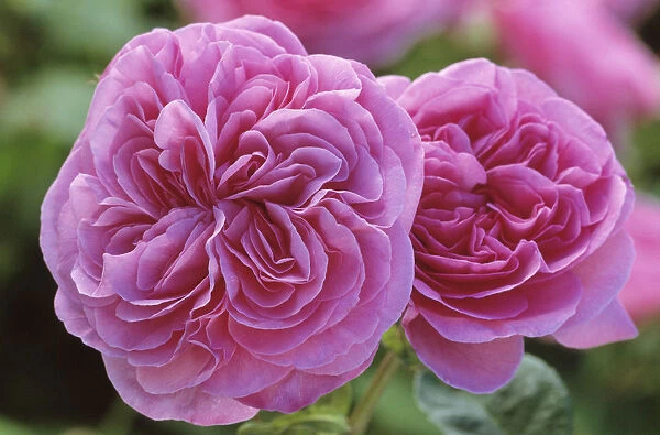 JCB_0132. Rosa Gertrude Jekyll syn R. Ausbord. Rose. Pink subject