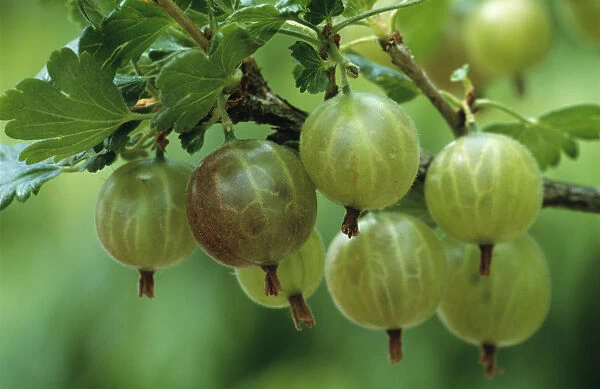 JCB_FV21. Ribes uva-crispa Whinhamss Industry. Gooseberry. Green subject. Green b / g