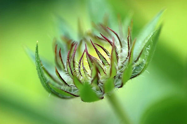 KB_0068. Helenium - variety not identified. Helens flower  /  Sneezeweed. Green subject