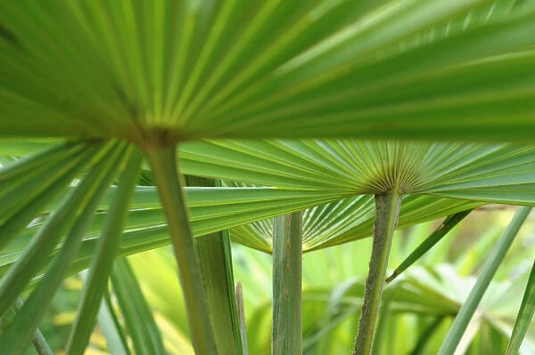 KB_0074. Palm - Fan palm. Green subject