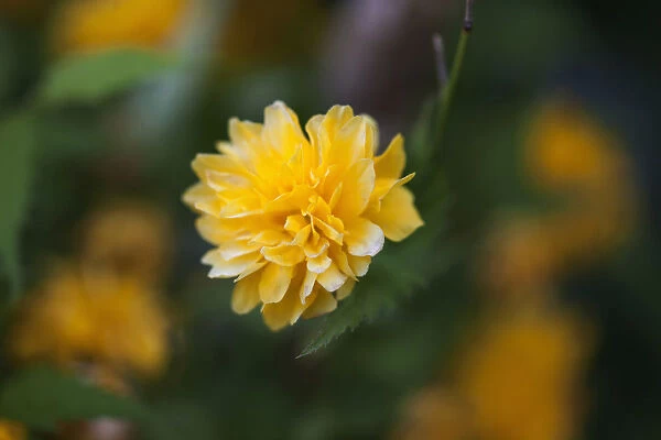 Kerria, Kerria japaonica leniflora, Yellow coloured flower growing outdoor