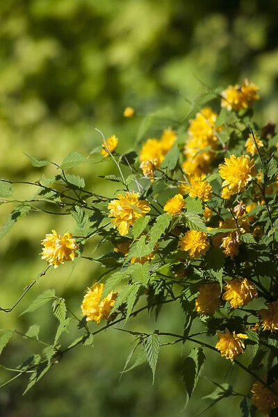 Kerria, Kerria japaonica Pleniflora, Yellow coloured flower growing outdoor