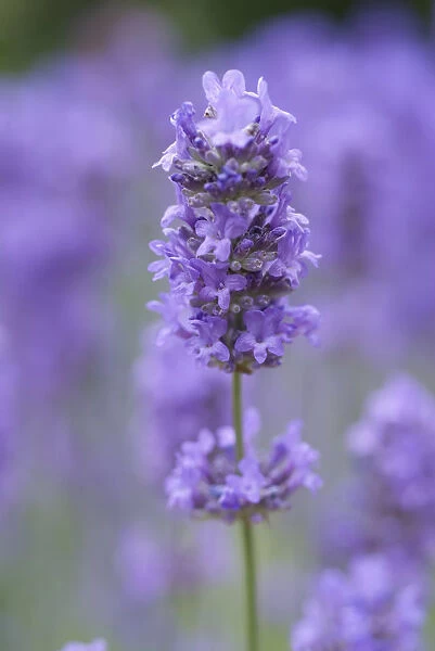 lavandula angustifolia, lavender