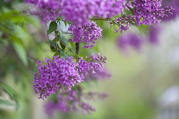 Lilac, Syringa vulgaris, Mauve coloured flowers growing outdoor