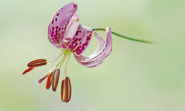 lilium martagon, lily, turkscap lily, pink subject, green background