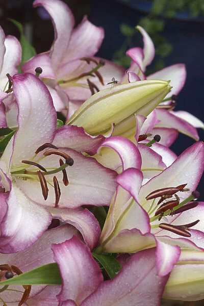 Lily, Oriental lily, Lilium Hotline