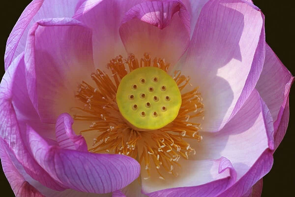 Lotus, Sacred lotus, Nelumbo nucifera, Close up of pink coloured flower growing outdoor showing stamen