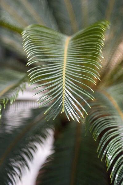 MA_0110. Cycas revoluta. Palm - Sago palm. Green subject