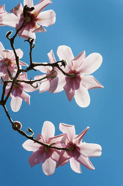 magnolia cambellii