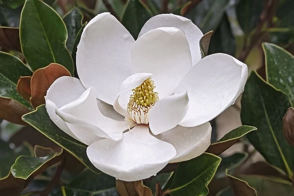 Magnolia, Magnolia Bull bay, Magnolia grandiflora, Close up of white flower growing outdoor