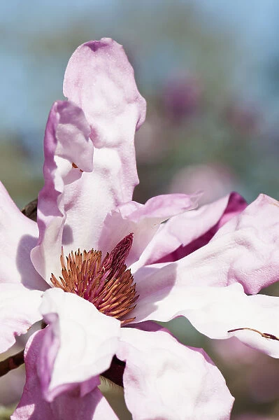 magnolia, magnolia sprengeri var. diva eric savill