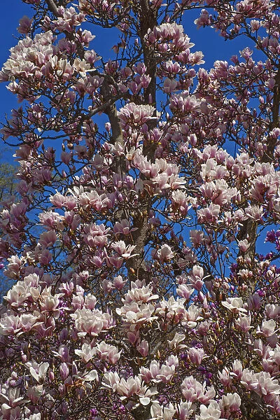Magnolia, Magnolia x soulangeana Alba Superba, Pink blossoms growing outdoor on tree