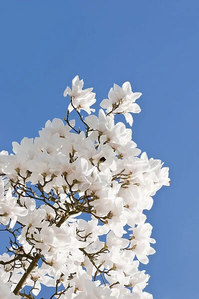 magnolia, magnolia x veitchii columbus