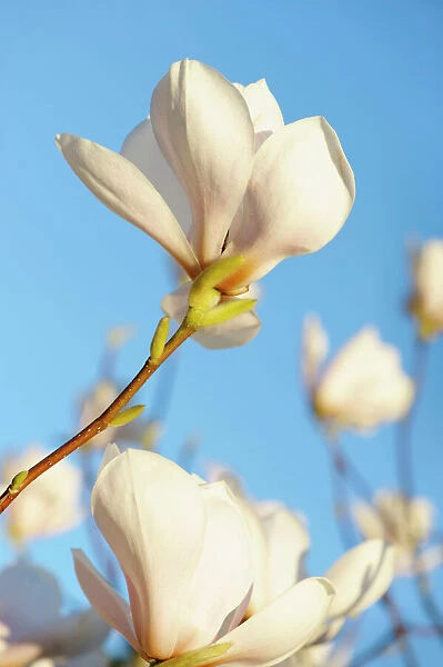 magnolia mary slankard