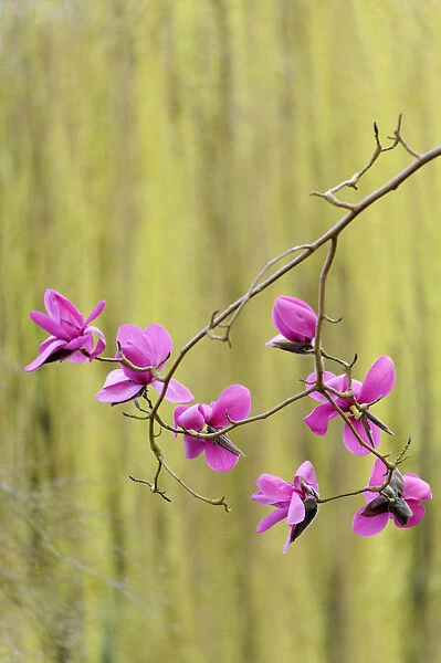 magnolia sprengeri