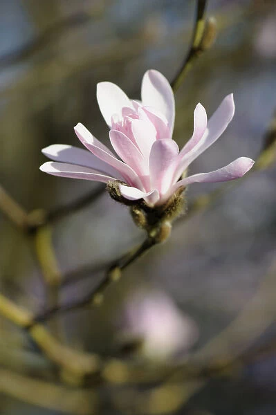 Magnolia stellata Jane Platt