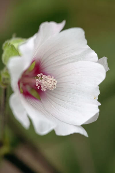 Mallow, Lavatera Barnsley, Close view of one front facing open flower with pale pink