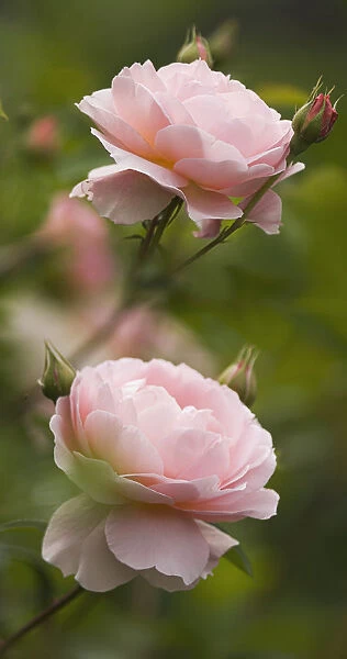 MAM_0064. Rosa Heritage. Rose. Pink subject