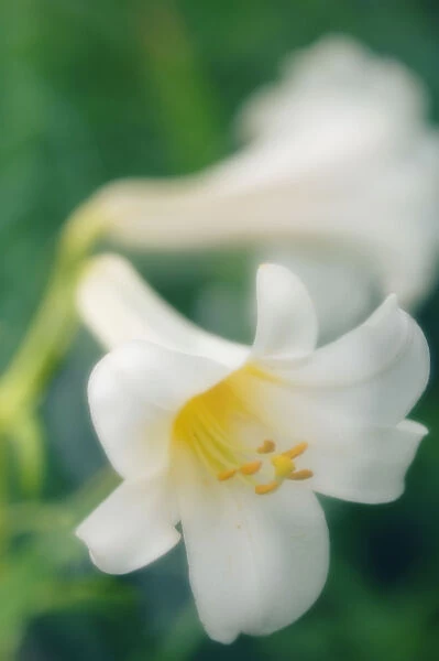 MAM_0263. Lilium longiflorum. Lily - Easter lily. White subject