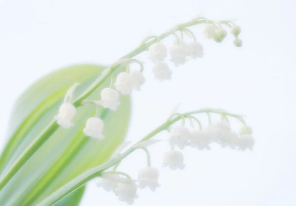 MAM_0267. Convallaria majalis. Lily-of-the-valley. White subject. White b / g