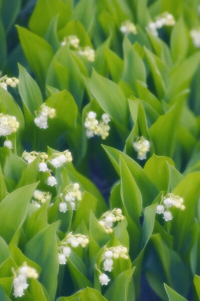 MAM_0268. Convallaria majalis. Lily-of-the-valley. White subject