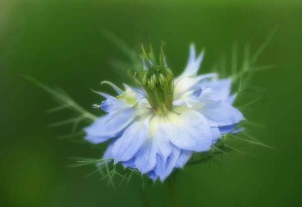 MAM_0294. Nigella damascena- variety not identified. Love-in-a-mist. Blue subject