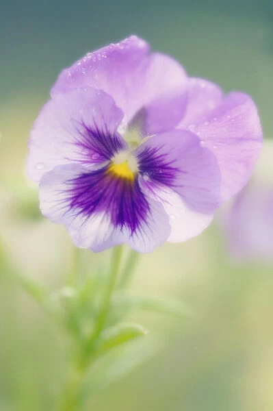 MAM_0295. Viola wittrockiana. Pansy. Purple subject