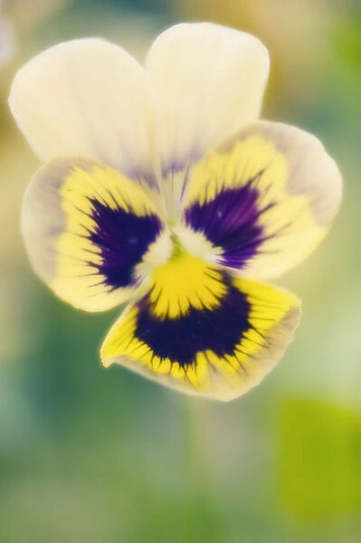 MAM_0296. Viola wittrockiana. Pansy. Mixed colours subject