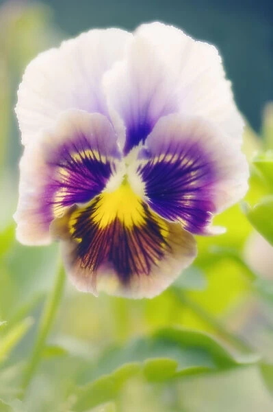 MAM_0297. Viola wittrockiana. Pansy. Mixed colours subject