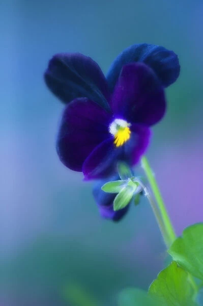 MAM_0298. Viola wittrockiana. Pansy. Blue subject