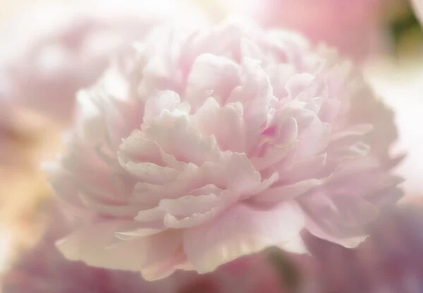 MAM_0306. Paeonia lactiflora Sarah Bernhardt. Peony. Pink subject