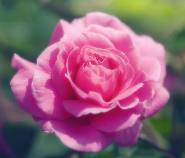 MAM_0334. Rosa - variety not identified. Rose. Pink subject