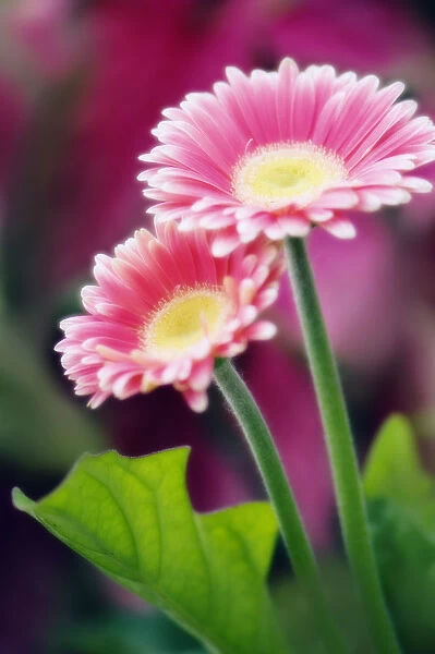 MAM_0455. Gerbera jamesonii. Gerbera  /  Barberton daisy. Pink subject