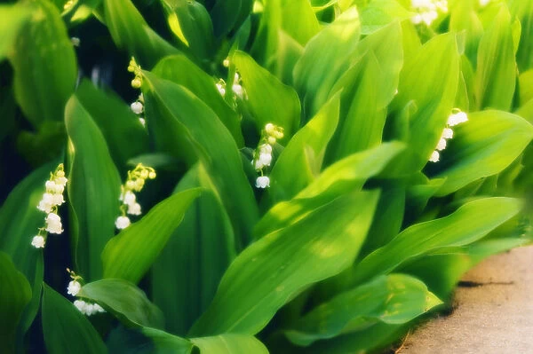 MAM_0467. Convallaria majalis. Lily-of-the-valley. Green subject