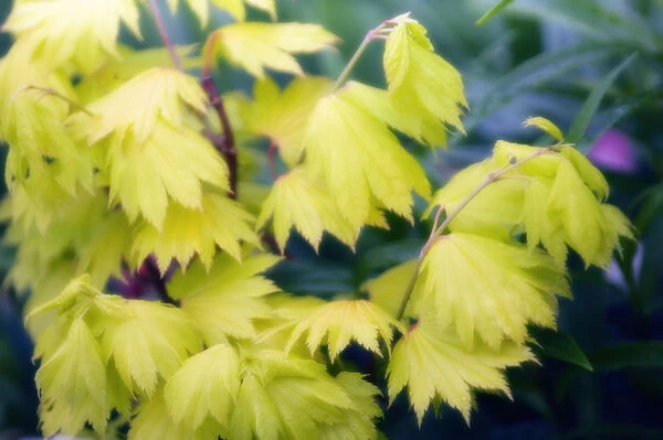 MAM_0468. Acer japonicum. Japanese maple. Yellow subject