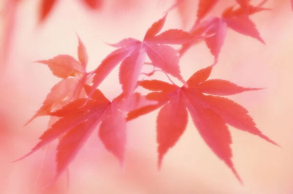 MAM_0473. Acer palmatum. Japanese maple. Red subject