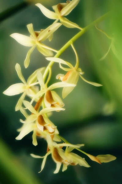 MAM_0475. Coelogyne trinervis. Orchid. Yellow subject. Green b / g
